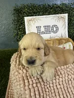 Leo, a male Golden Retriever for sale in Norco, CA – 1 of 4