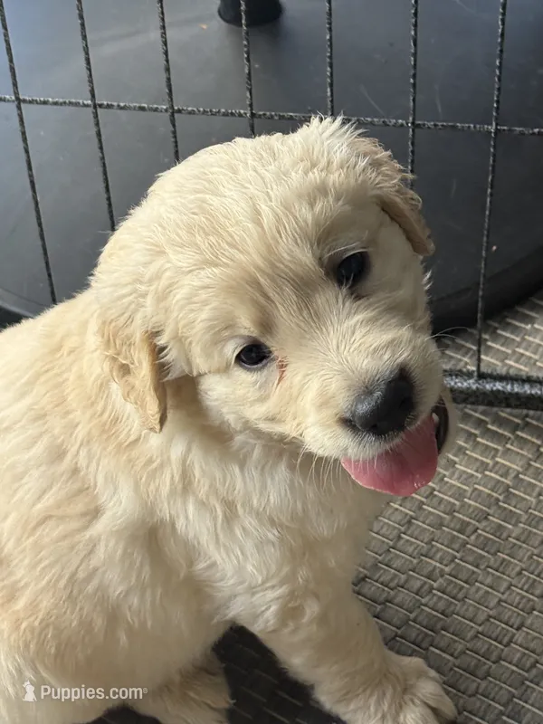 Leo – Golden Retriever puppy for sale in Norco, CA