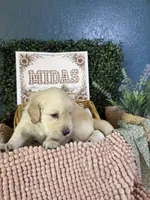 Midas, a male Golden Retriever for sale in Norco, CA – 5 of 5