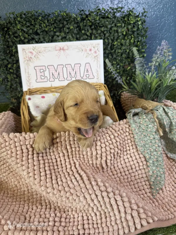 Emma – Golden Retriever puppy for sale in Norco, CA