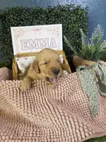 Emma, a female Golden Retriever for sale in Norco, CA – 1 of 5