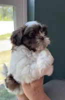 Shih Tzu 1st Female, a female Shih Tzu for sale in Tampa, FL – 3 of 3