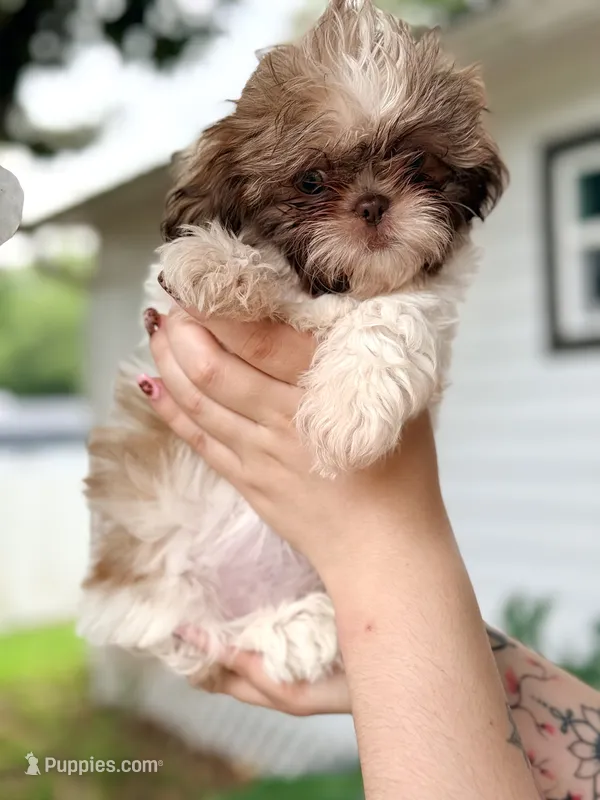 Shih Tzu 3rd Female – Shih Tzu puppy for sale in Tampa, FL