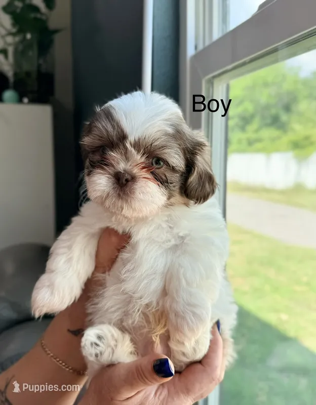 Shih Tzu Male – Shih Tzu puppy for sale in Tampa, FL