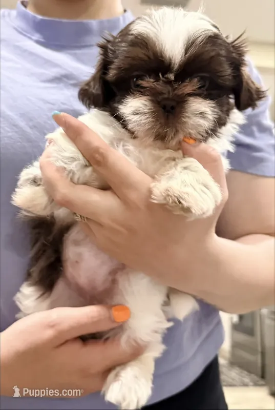 Shih Tzu 3rd Female – Shih Tzu puppy for sale in Tampa, FL