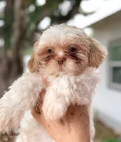 Shih Tzu 2nd Male , a male Shih Tzu for sale in Tampa, FL – 2 of 4