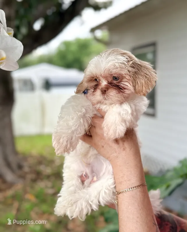 Shih Tzu 2nd Male  – Shih Tzu puppy for sale in Tampa, FL