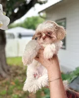 Shih Tzu 2nd Male , a male Shih Tzu for sale in Tampa, FL – 1 of 4
