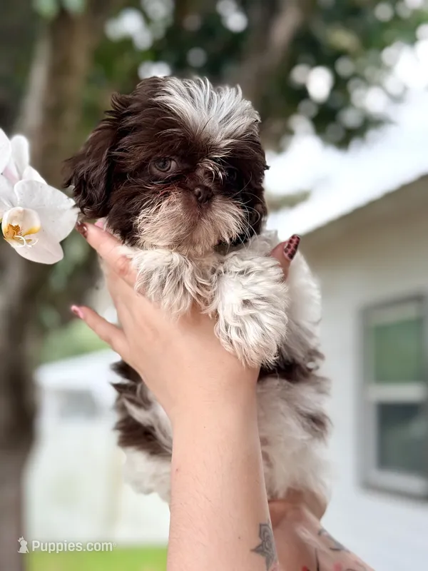 Shih Tzu 2nd Female – Shih Tzu puppy for sale in Tampa, FL