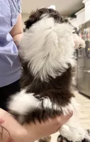 Shih Tzu 3rd Female, a female Shih Tzu for sale in Tampa, FL – 2 of 2