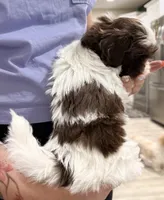 Shih Tzu 2nd Female, a female Shih Tzu for sale in Tampa, FL – 2 of 2