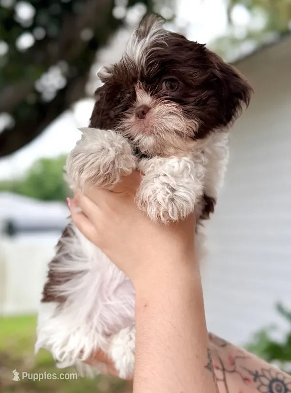 Shih Tzu 1st Female – Shih Tzu puppy for sale in Tampa, FL