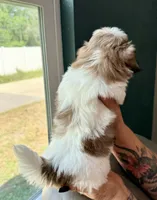 Shih Tzu Male, a male Shih Tzu for sale in Tampa, FL – 2 of 2