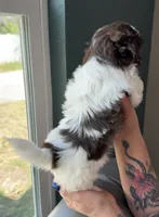 Shih Tzu 1st Female, a female Shih Tzu for sale in Tampa, FL – 2 of 3