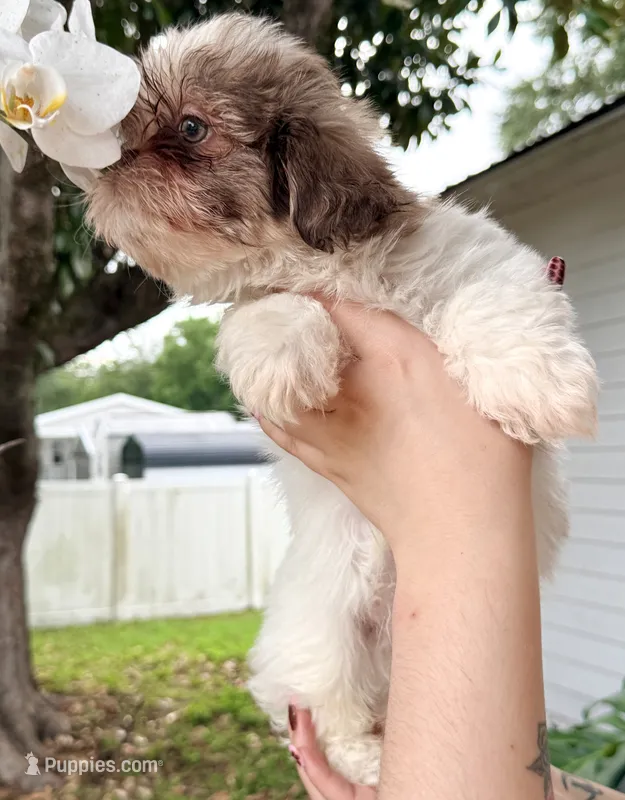 Shih Tzu Male – Shih Tzu puppy for sale in Tampa, FL