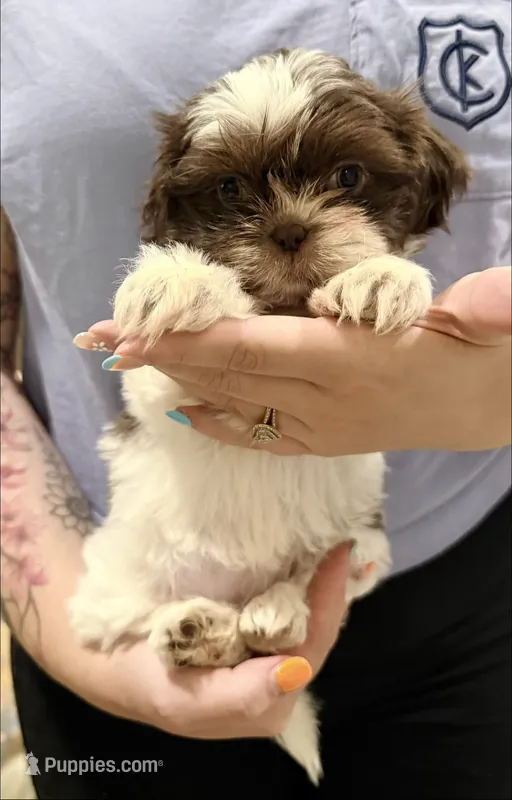 Shih Tzu 2nd Female – Shih Tzu puppy for sale in Tampa, FL