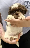 Shih Tzu 2nd Female, a female Shih Tzu for sale in Tampa, FL – 1 of 2