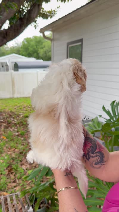 Shih Tzu 2nd Male , a male Shih Tzu for sale in Tampa, FL – 4 of 4