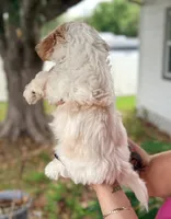 Shih Tzu 2nd Male , a male Shih Tzu for sale in Tampa, FL – 3 of 4