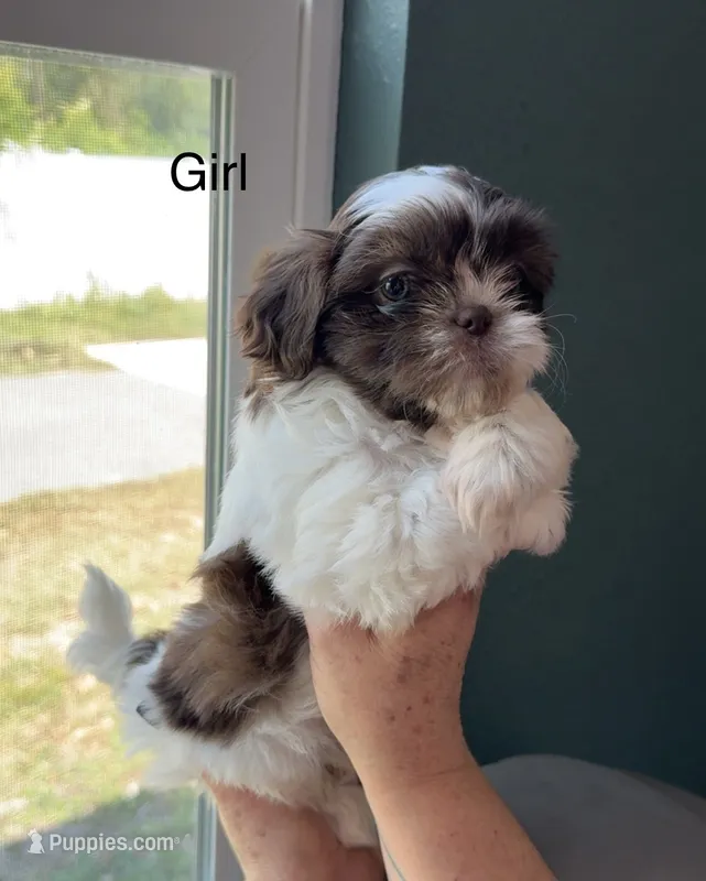 Shih Tzu Female – Shih Tzu puppy for sale in Tampa, FL