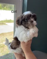 Shih Tzu 1st Female, a female Shih Tzu for sale in Tampa, FL – 1 of 3
