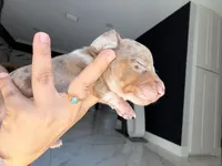 🐾 Meet Snoopy! 🐾, a male Miniature Dachshund for sale in Kissimmee, FL – 3 of 7