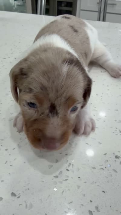 Meet Jasper! 💜🐾, a male Miniature Dachshund for sale in Kissimmee, FL – 8 of 8