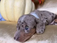🎃 Meet hachi , a male Miniature Dachshund for sale in Kissimmee, FL – 2 of 10