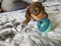  🤎 Meet Moca! 🤎, a female Miniature Dachshund for sale in Kissimmee, FL – 7 of 10