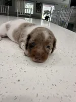 Scooby, a male Miniature Dachshund for sale in Kissimmee, FL – 5 of 8
