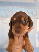  🤎 Meet Moca! 🤎, a female Miniature Dachshund for sale in Kissimmee, FL – 9 of 10