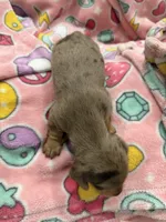 🎃 Meet Spooky! 🎃, a male Miniature Dachshund for sale in Kissimmee, FL – 8 of 10