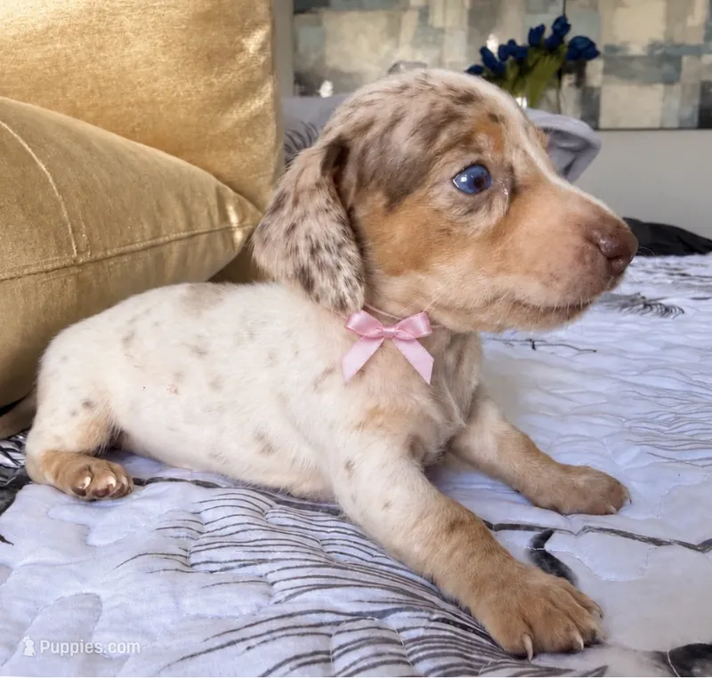 💎🩵 Crystal Blue 🩵💎 – Miniature Dachshund puppy for sale in Kissimmee, FL