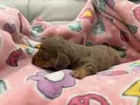 🎃 Meet Spooky! 🎃, a male Miniature Dachshund for sale in Kissimmee, FL – 1 of 10