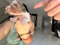 🐾 Meet Snoopy! 🐾, a male Miniature Dachshund for sale in Kissimmee, FL – 4 of 7