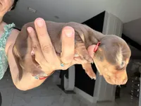 🍯 Meet Honey! 🍯, a female Miniature Dachshund for sale in Kissimmee, FL – 8 of 10
