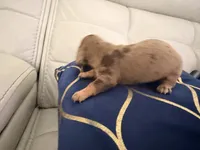 ✨ Meet Unique! ✨ , a female Miniature Dachshund for sale in Kissimmee, FL – 4 of 10