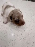 Scooby, a male Miniature Dachshund for sale in Kissimmee, FL – 3 of 8