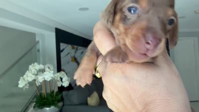 ✨ Meet Unique! ✨ , a female Miniature Dachshund for sale in Kissimmee, FL – 10 of 10