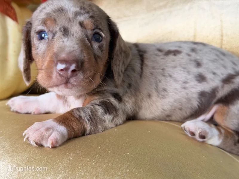 🎃 Meet hachi  – Miniature Dachshund puppy for sale in Kissimmee, FL