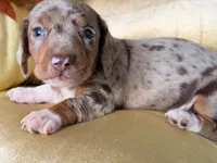 🎃 Meet hachi , a male Miniature Dachshund for sale in Kissimmee, FL – 1 of 10