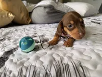  🤎 Meet Moca! 🤎, a female Miniature Dachshund for sale in Kissimmee, FL – 8 of 10