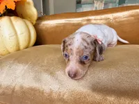 💎🩵 Crystal Blue 🩵💎, a female Miniature Dachshund for sale in Kissimmee, FL – 5 of 9