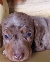 🎃 Meet hachi , a male Miniature Dachshund for sale in Kissimmee, FL – 5 of 10