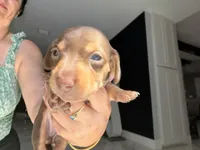 🍯 Meet Honey! 🍯, a female Miniature Dachshund for sale in Kissimmee, FL – 7 of 10