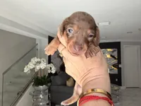 ✨ Meet Unique! ✨ , a female Miniature Dachshund for sale in Kissimmee, FL – 3 of 10