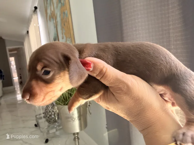 🍯 Meet Honey! 🍯 – Miniature Dachshund puppy for sale in Kissimmee, FL