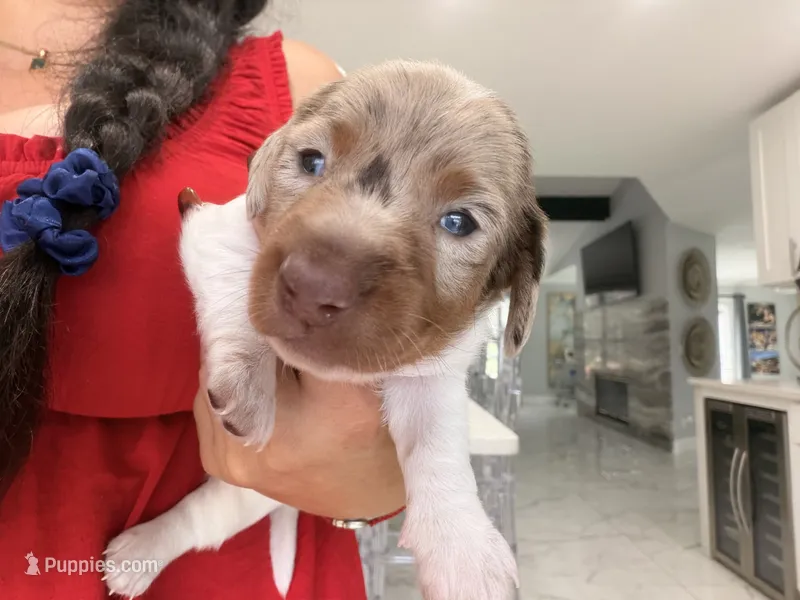 Meet Jasper! 💜🐾 – Miniature Dachshund puppy for sale in Kissimmee, FL