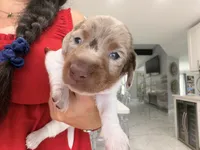 Meet Jasper! 💜🐾, a male Miniature Dachshund for sale in Kissimmee, FL – 1 of 8