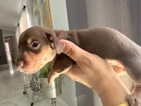 🍯 Meet Honey! 🍯, a female Miniature Dachshund for sale in Kissimmee, FL – 4 of 10